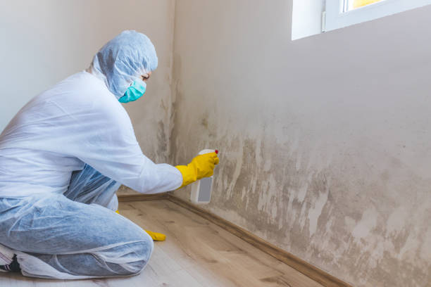 Licensed Attic Mold Removal service in Newton Lower Falls, MA - WQB Mold Removal