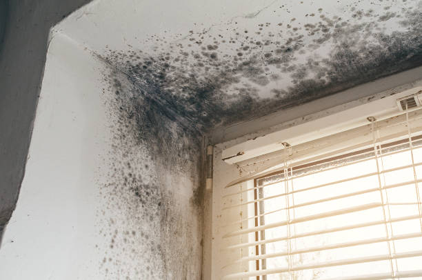 Affordable Attic Mold Removal solutions in Newton Lower Falls, MA